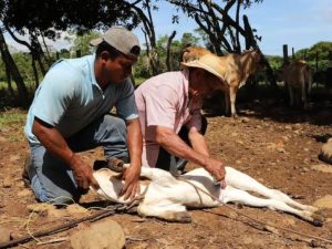 CERCO SANITARIO FRENÓ 14 CASOS DE PLAGA GUSANO BARRENADOR