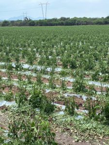 GOBIERNO ESTATAL ACTÚA ANTE DAÑOS POR TROMBA EN LA CAPITAL Y VILLA DE ARISTA